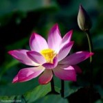 1920161_493075484136129_248428503_n