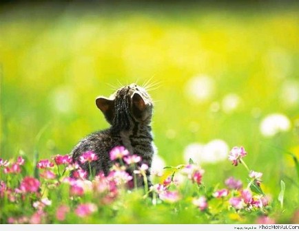 Bài học đắt giá từ câu chuyện ngao Tây Tạng và chó già trụi lông