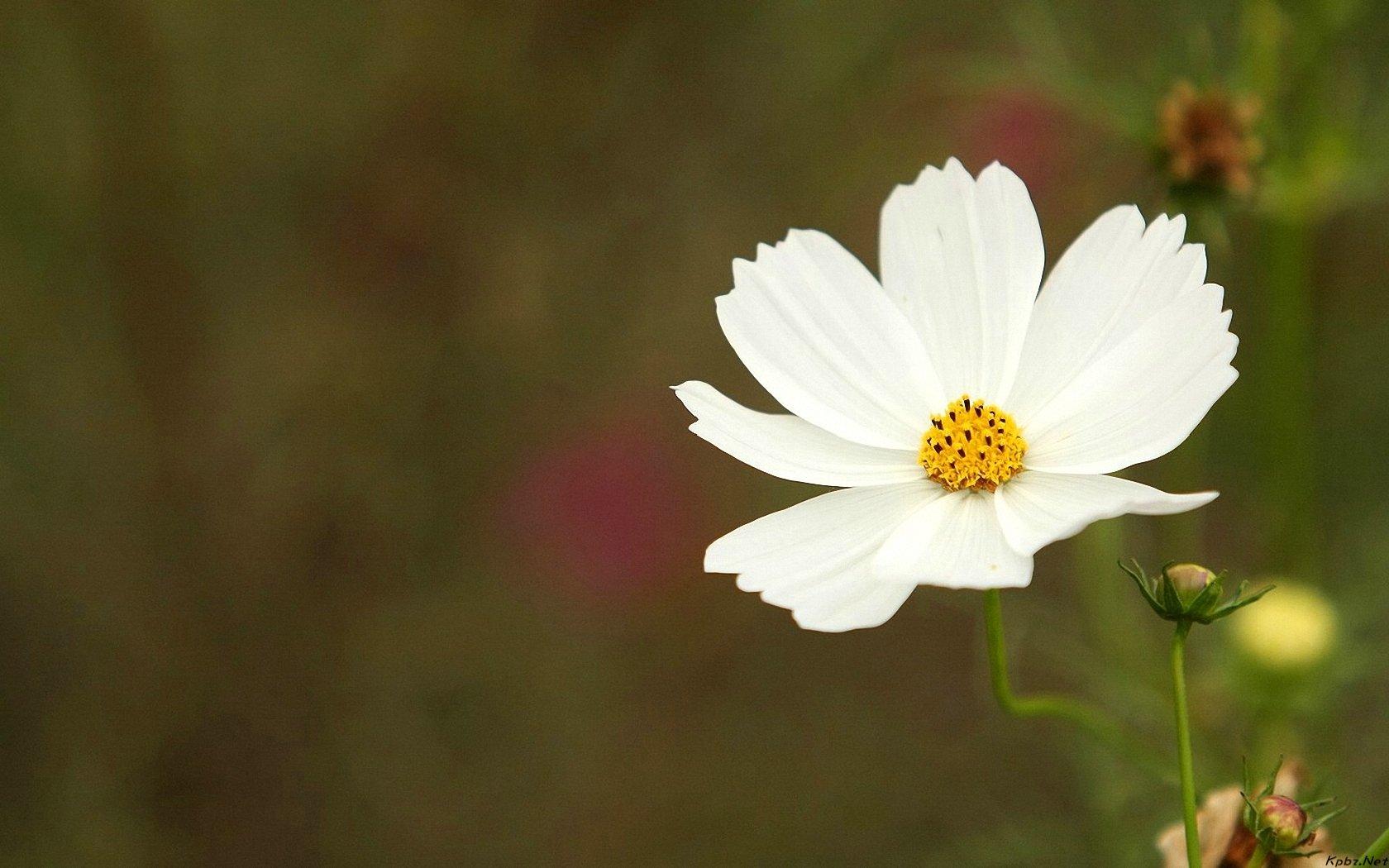 NGHỆ THUẬT SỐNG THANH THẢN GIỮA CUỘC ĐỜI BIẾN ĐỘNG…!!!! hoa-canh-trang