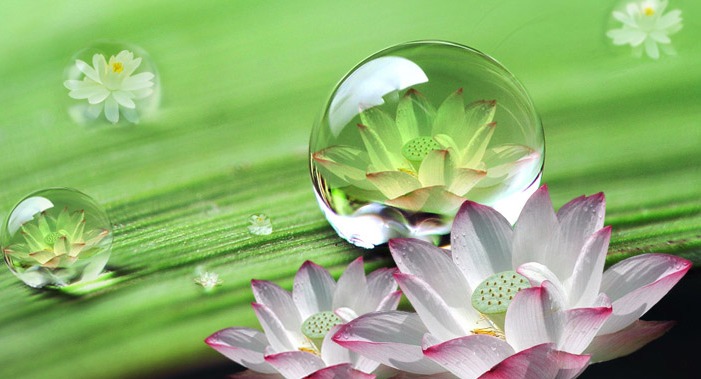 GẶP NHIỀU BẤT CÔNG, CAY ĐẮNG – NGUYÊN NHÂN VÌ SAO? hoa sen. giot suong