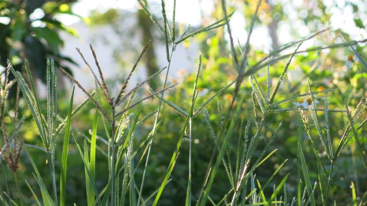 THẤU CẢM ĐỂ SỐNG THIỆN LÀNH