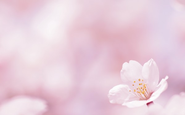 Nhìn sâu vào hình nền hoa nhí đẹp của chùa Huệ Minh, bạn sẽ cảm nhận được tình yêu và sự chăm sóc được dành cho người tham quan. Hình ảnh này sẽ khiến bạn cảm thấy bình yên và an lạc bên trong tâm hồn. Hãy click để đón xem hình ảnh này và chia sẻ cho mọi người.